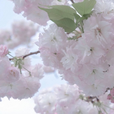 兽设原创设计欣赏FurryQQ群